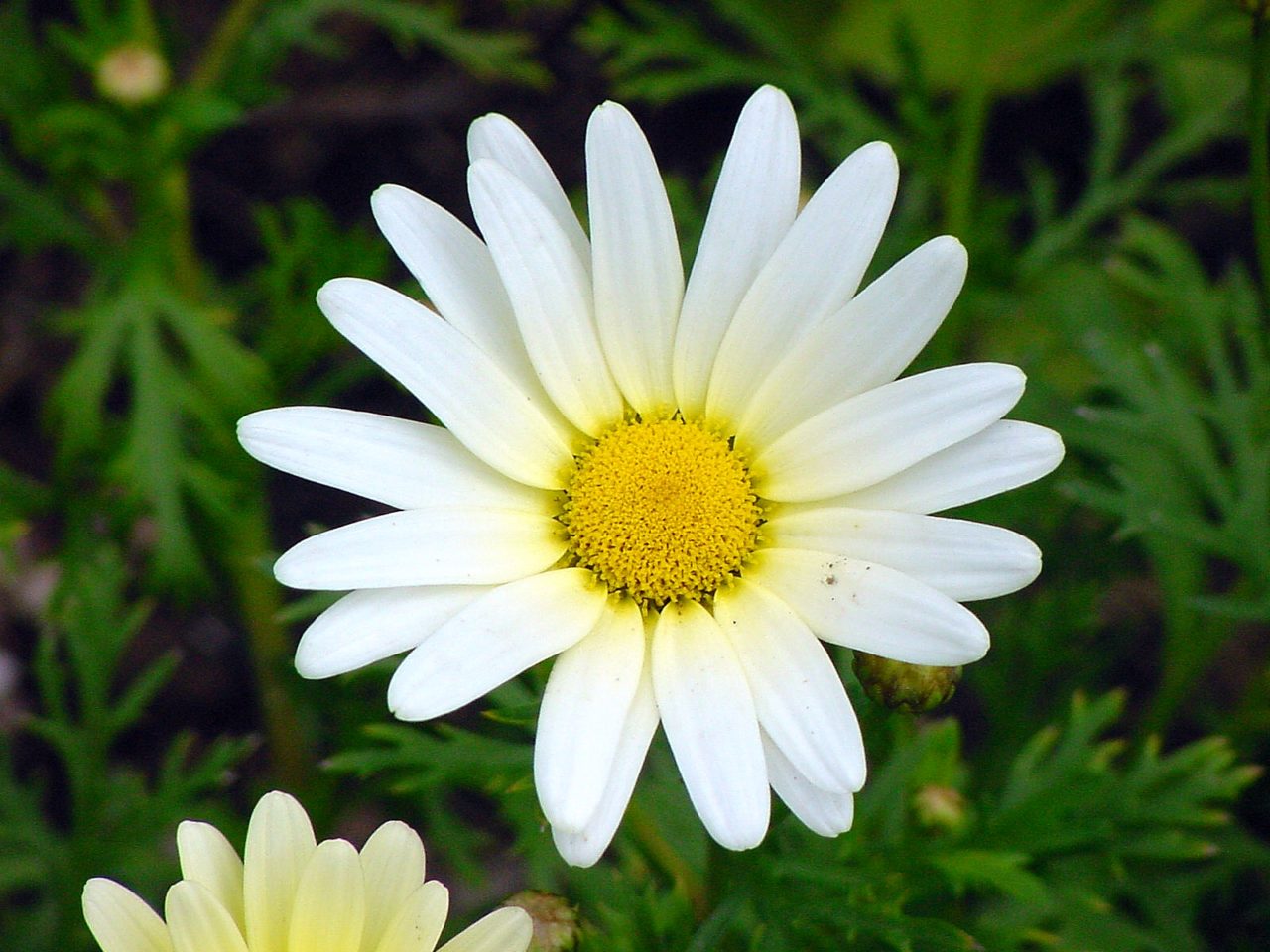 daisy-a-glow-1541060