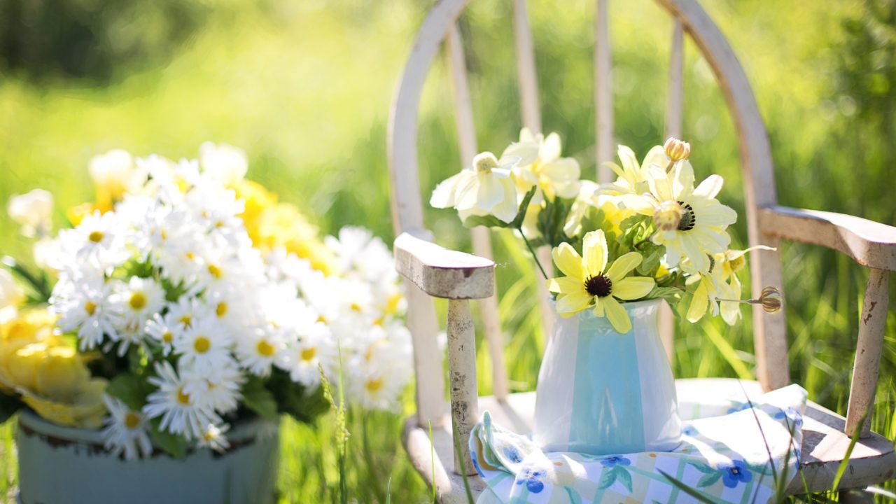 daisies-flowers-garden-35847